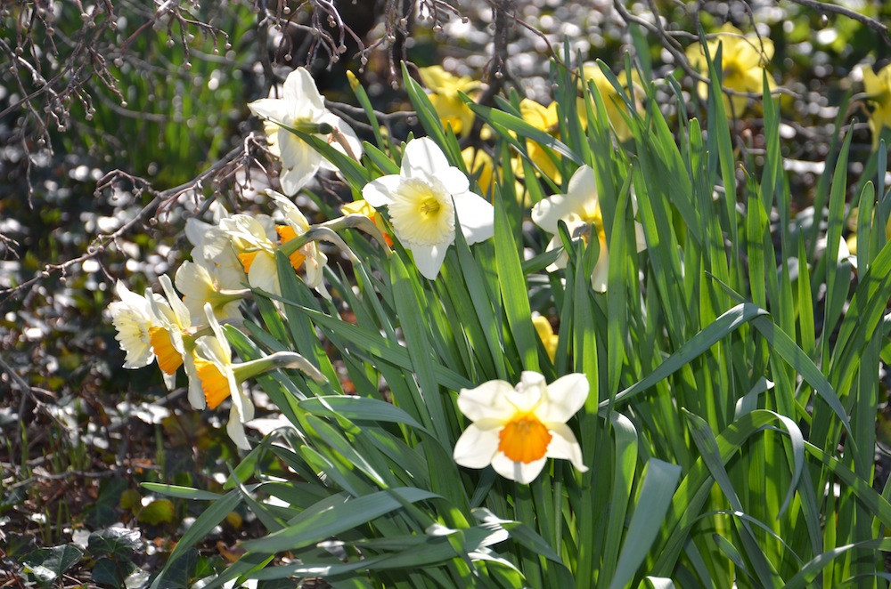 My favorite daffodils